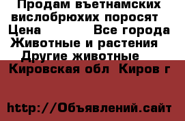 Продам въетнамских вислобрюхих поросят › Цена ­ 2 500 - Все города Животные и растения » Другие животные   . Кировская обл.,Киров г.